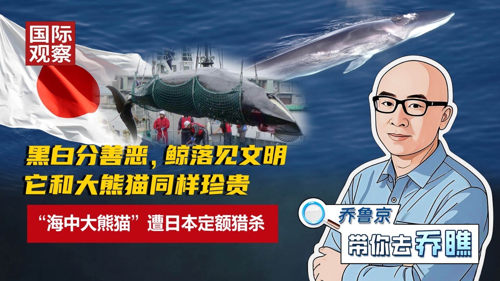 它和大熊猫同样珍贵：“海中大熊猫”遭日本定额猎杀！黑白分善恶，鲸落见文明