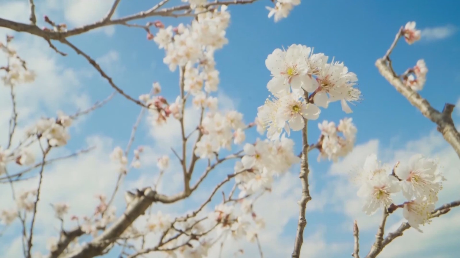 云南武定：樱桃花盛开 春日风景正好