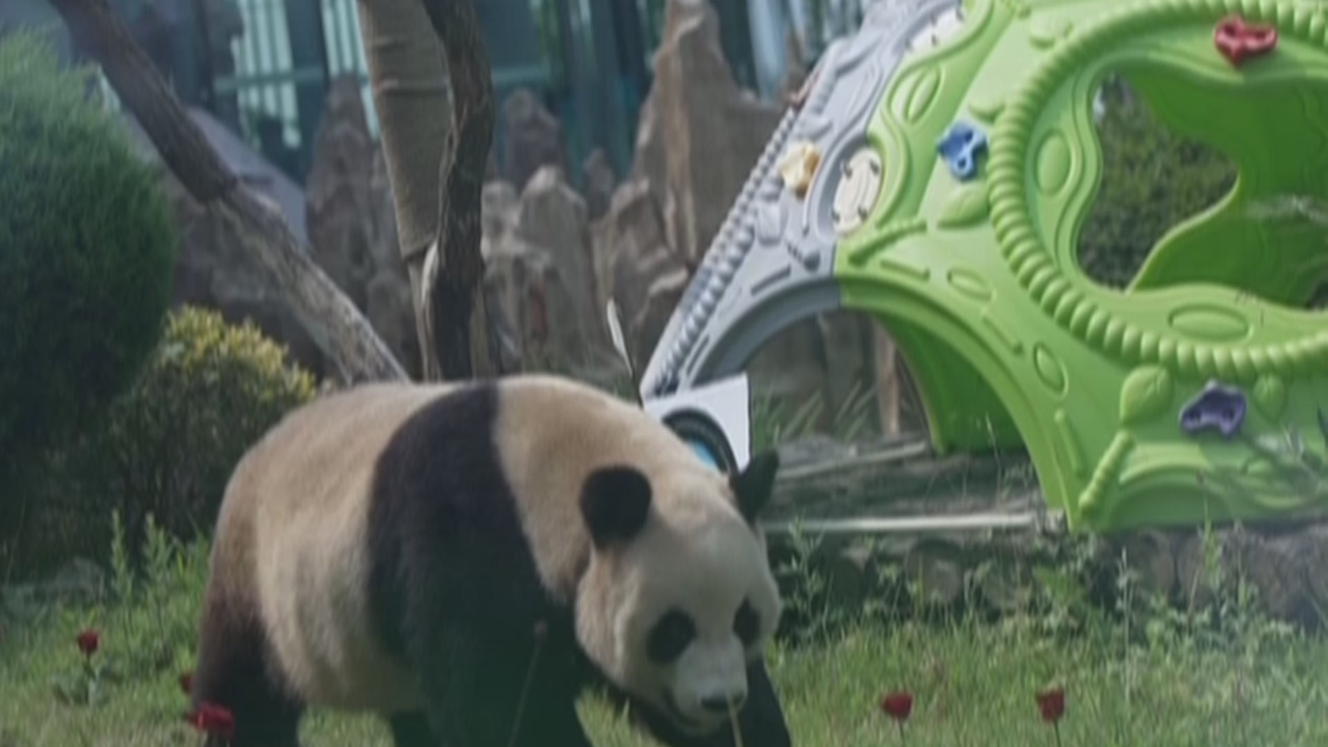 大熊猫“金虎”十四岁生日 各地粉丝齐聚庆生 大熊猫“金虎”十四岁生日 各地粉丝齐聚庆生