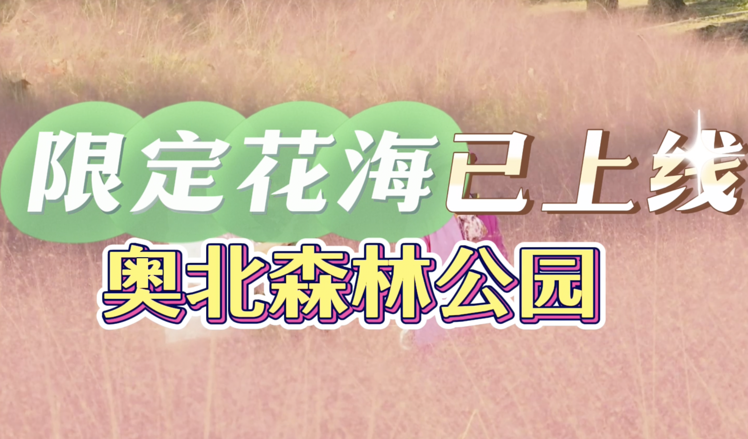 奥北森林公园限定花海已上线 粉黛乱子草目前正值盛放期 奥北森林公园限定花海已上线 粉黛乱子草目前正值盛放期