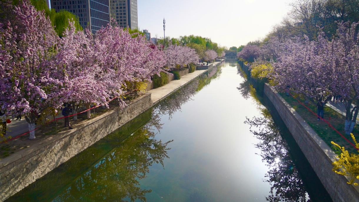迎春第一缕幽香来了！北京春季花海预报请收好