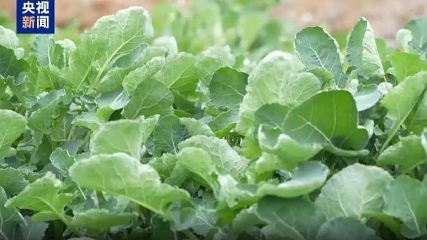 “板蓝根青菜”成今年春菜“新晋顶流”！是菜还是药，有何营养价值？