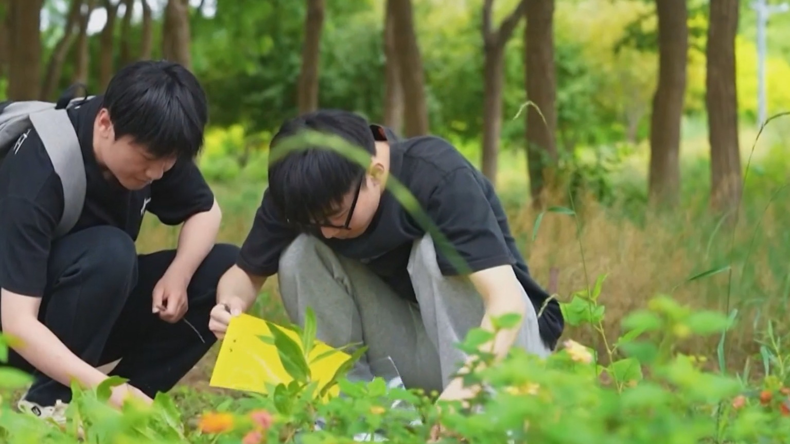种野花进入城市公园绿地 乡土植物修复城市断裂生态链
