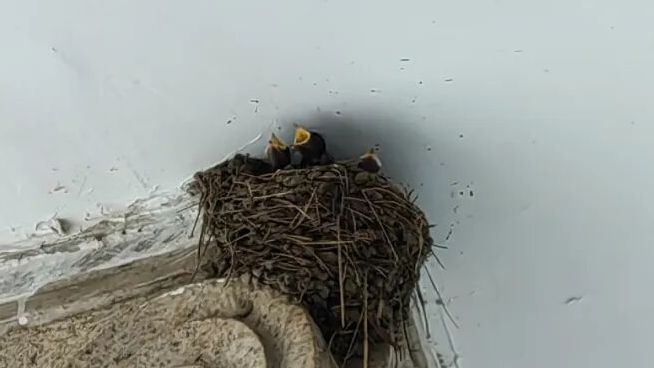 最爱北京廊柱上的燕子