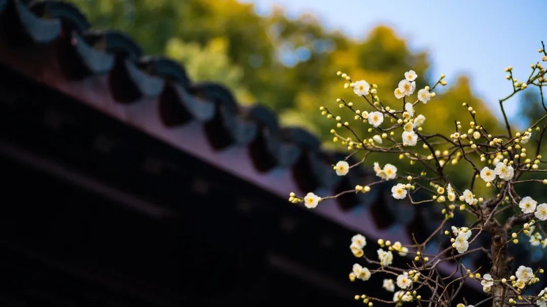 惊呆了！12月能看到春花冬开？快来北京这5个地方赏花呀→