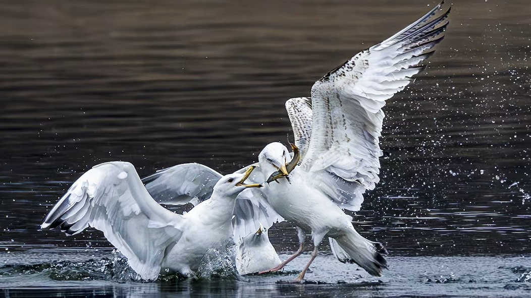 京城春早启新程 | 西伯利亚银鸥带来春的消息