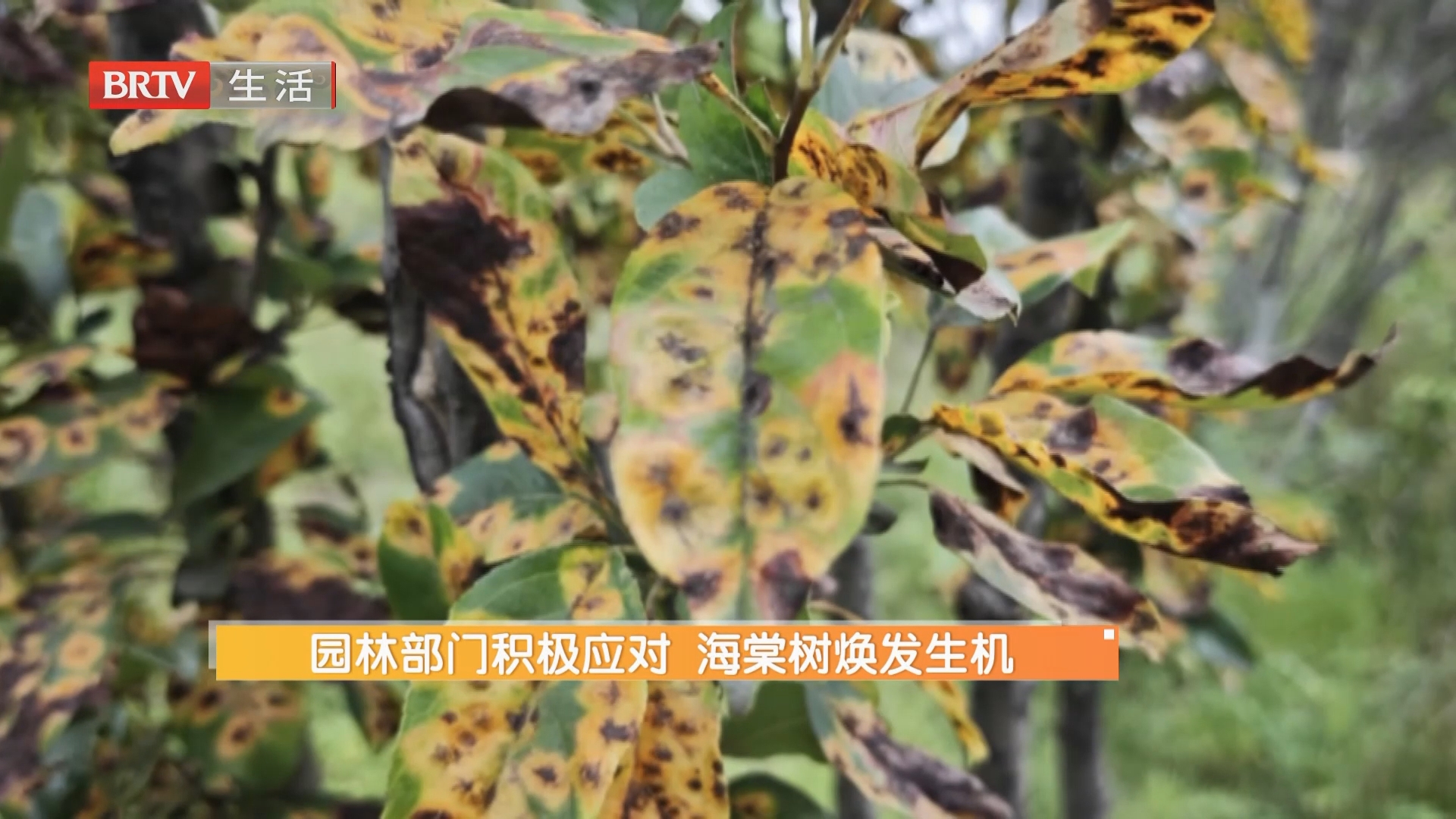 园林部门积极应对 海棠树焕发生机（二）