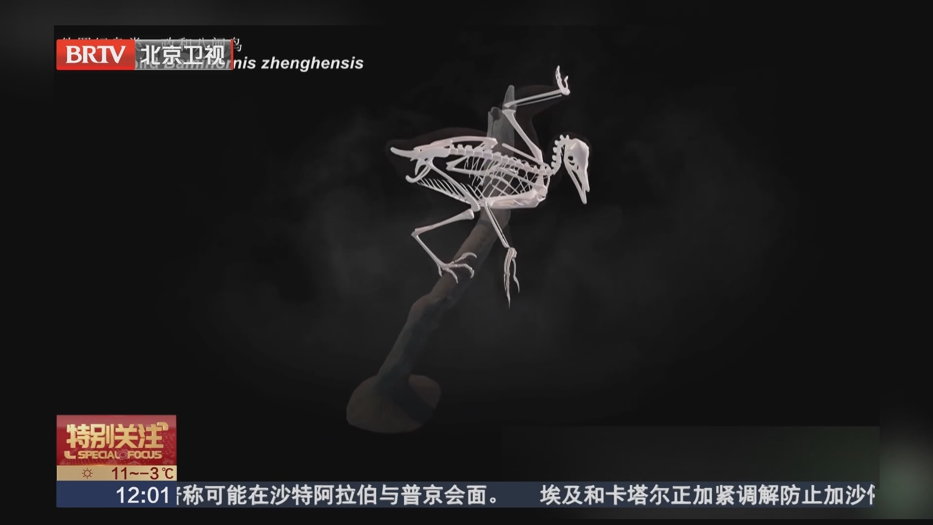 中国发现世界上最古老的鸟类化石 改写鸟类演化历史