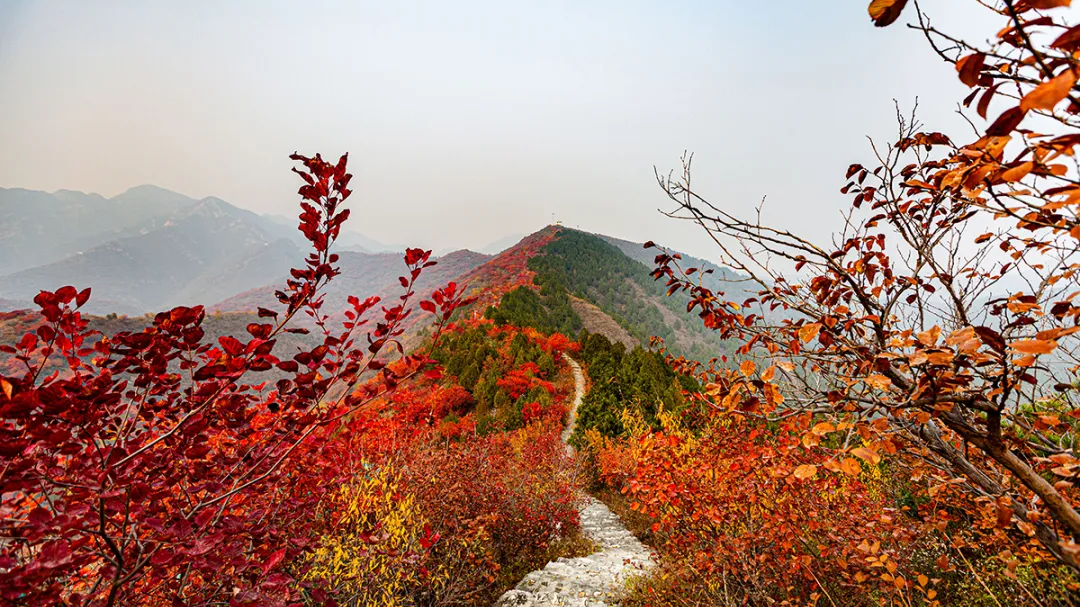 层林尽染引客来~“红叶经济”红透浅山富了乡邻 层林尽染引客来~“红叶经济”红透浅山富了乡邻