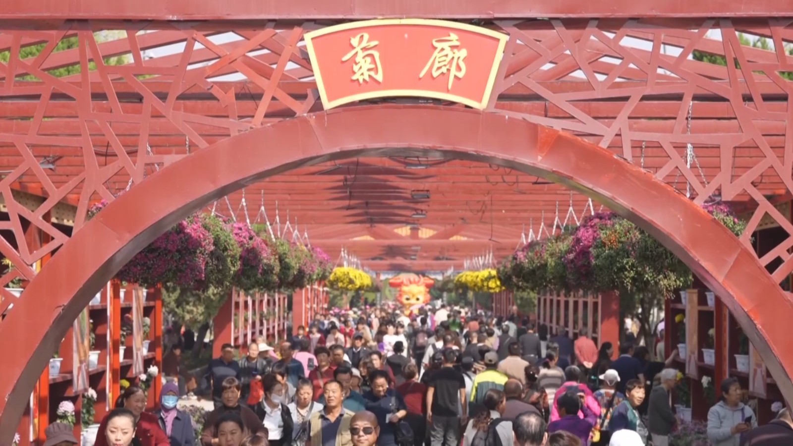 秋风十里菊花香!在开封感受满城菊香宋韵 秋风十里菊花香!在开封感受满城菊香宋韵