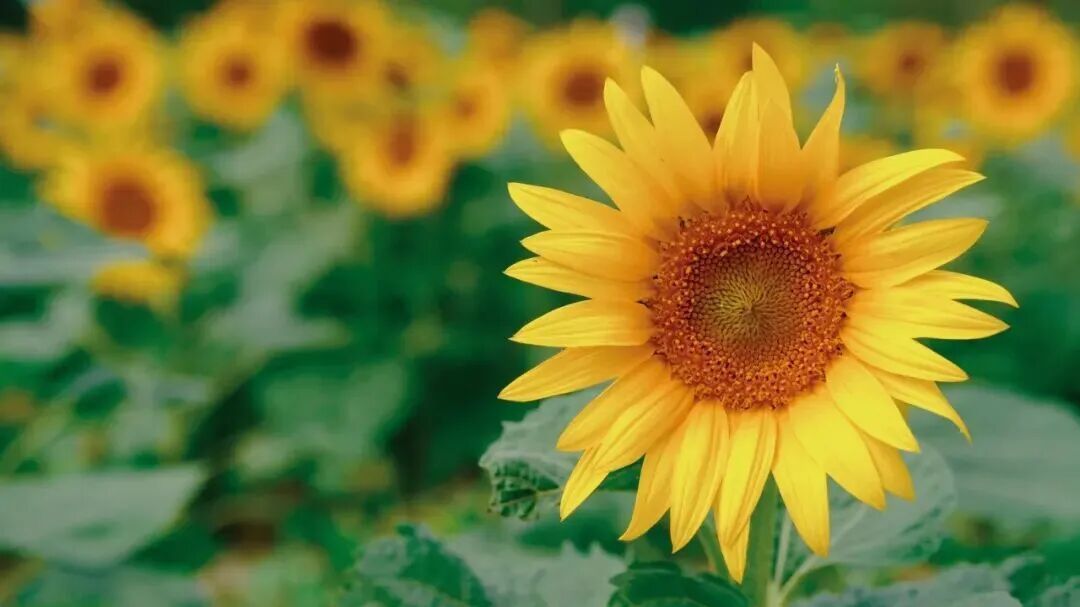 秋高气爽花向阳,北京9大向日葵花海,尽情拍尽情赏! 秋高气爽花向阳,北京9大向日葵花海,尽情拍尽情赏!