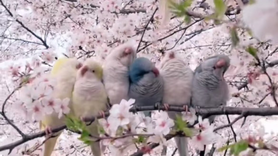 春日里的限定浪漫！樱花树上鹦鹉成双成对