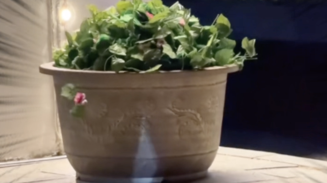 园区NPC迟到穿着绿植火速上岗