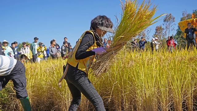 北京的稻田里,藏着什么秘密? 北京的稻田里,藏着什么秘密?