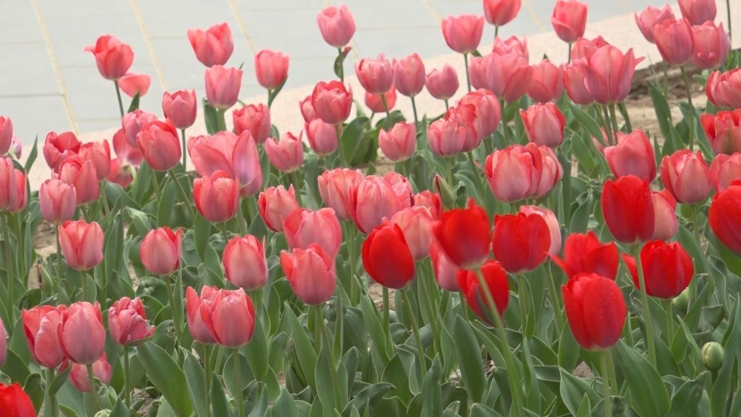 北京CBD的莫奈花园 日坛公园邂逅梦幻花海