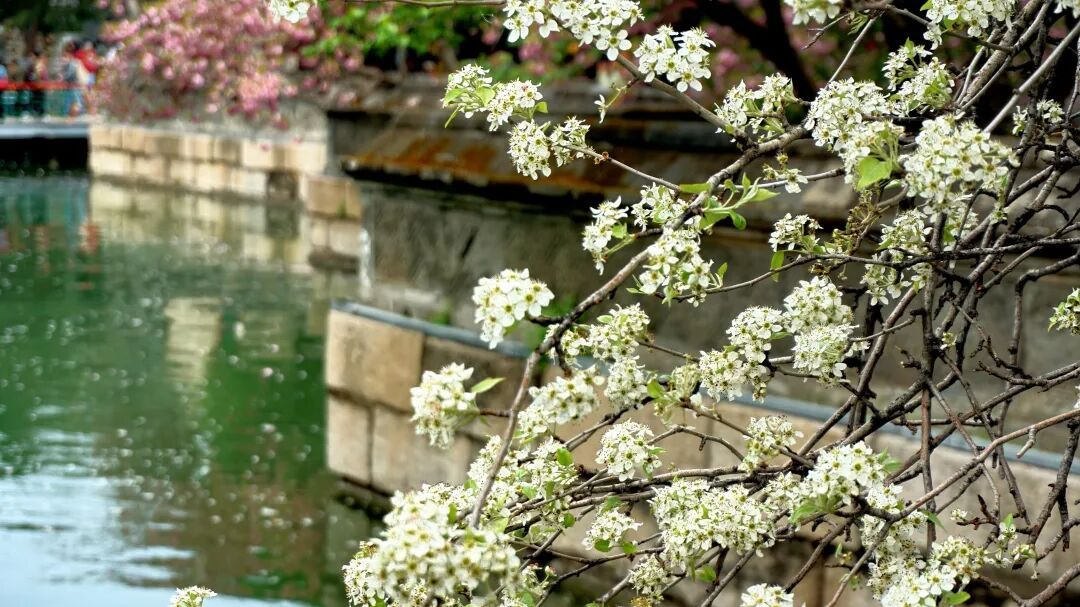 花开成瀑!颐和园杜梨,绝美 花开成瀑!颐和园杜梨,绝美