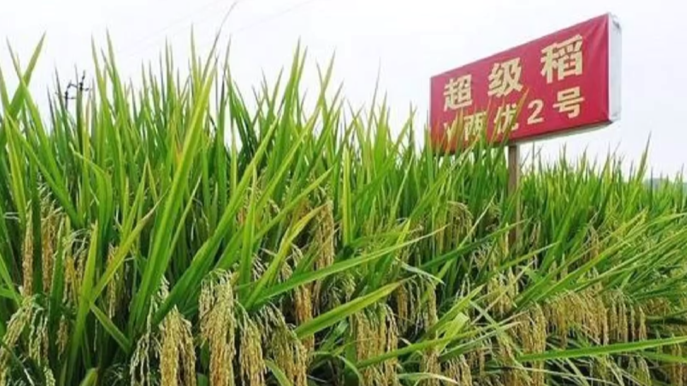 200万粉丝网红诋毁袁隆平成果，中国食品报痛批