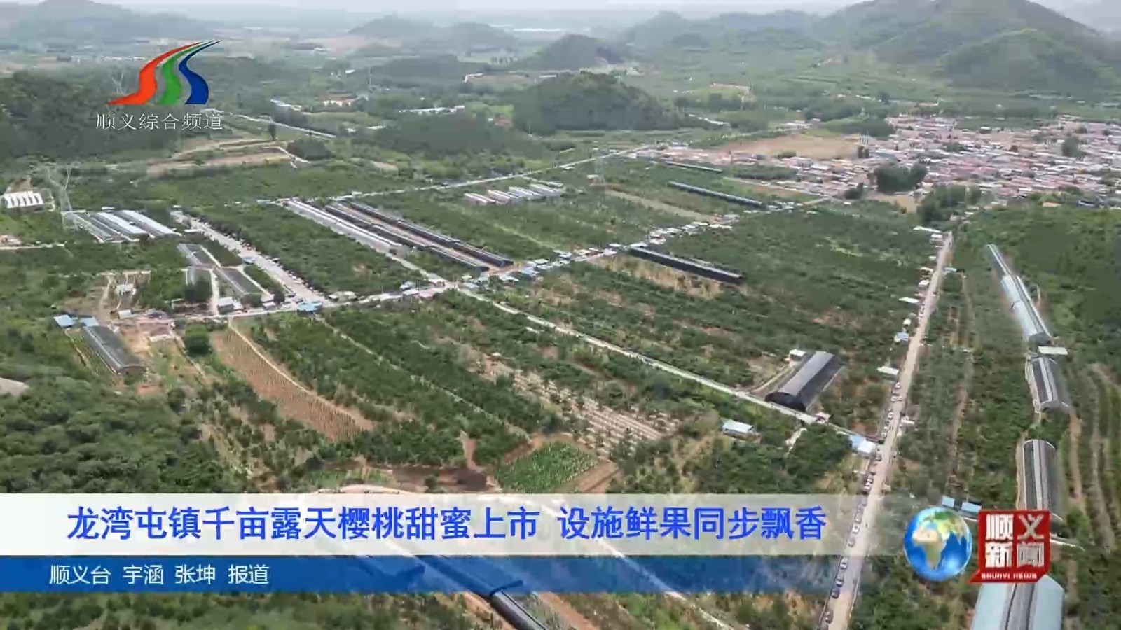 龙湾屯镇千亩露天樱桃甜蜜上市 设施鲜果同步飘香 龙湾屯镇千亩露天樱桃甜蜜上市 设施鲜果同步飘香
