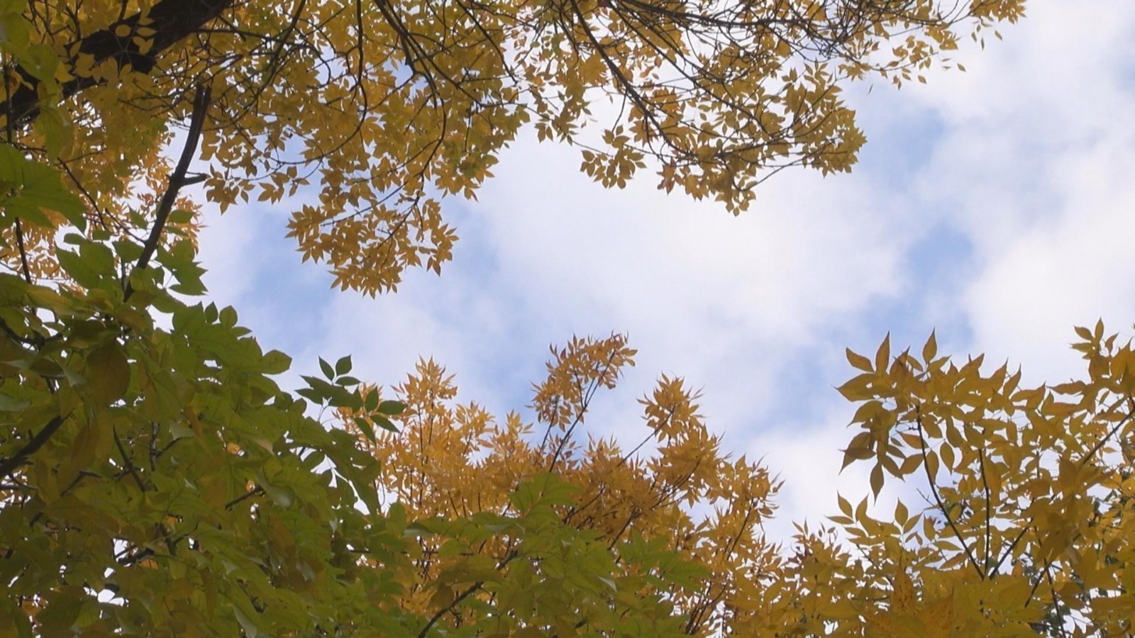 半夏半秋景致独好,邂逅京城秋日限定浪漫 半夏半秋景致独好,邂逅京城秋日限定浪漫