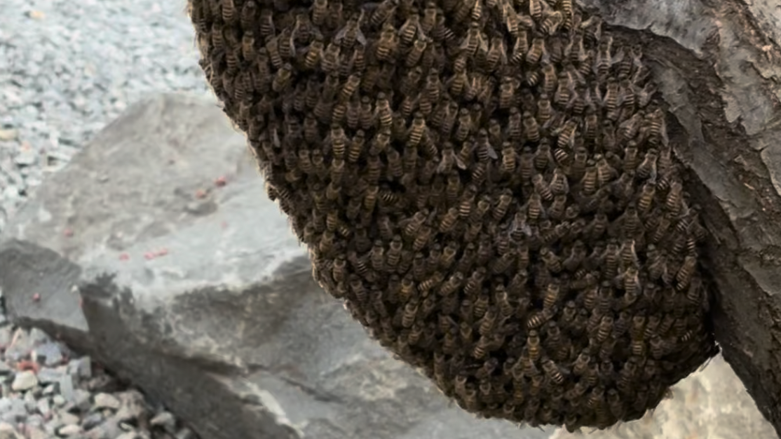 密集恐惧者慎点！上千只蜜蜂聚集成巨大“蜂巢”