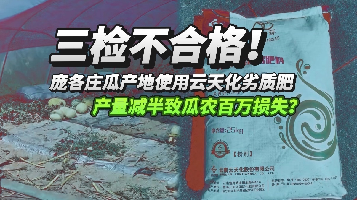 三检不合格！庞各庄瓜产地用云天化劣质肥产量减半 致瓜农百万损失？