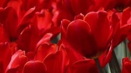 春末夏初,北京国际雕塑公园里郁金香、牡丹、芍药等相继绽放 春末夏初,北京国际雕塑公园里郁金香、牡丹、芍药等相继绽放