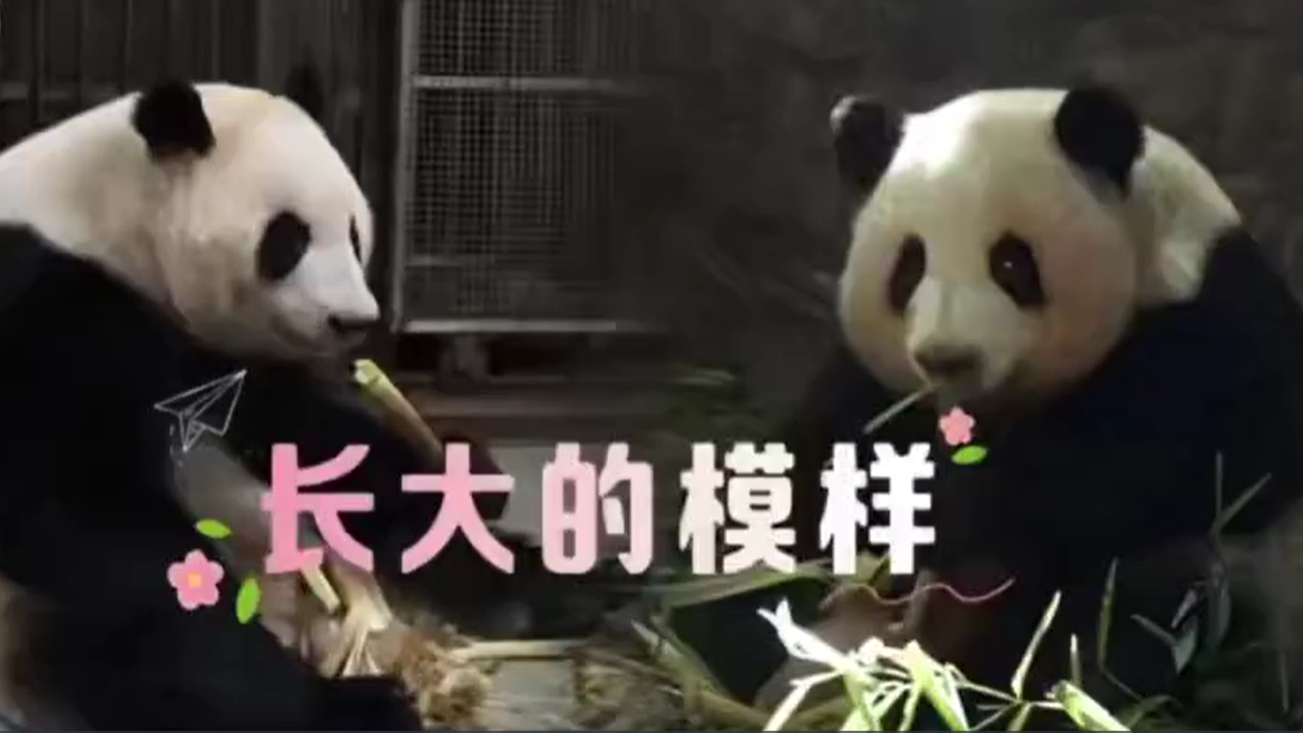长大啦！大熊猫“和花”“和叶”开启独居生活