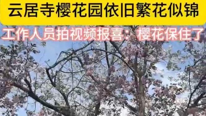 北京最强春风吹不散的春花，风过花开北京云居寺晚樱正盛！