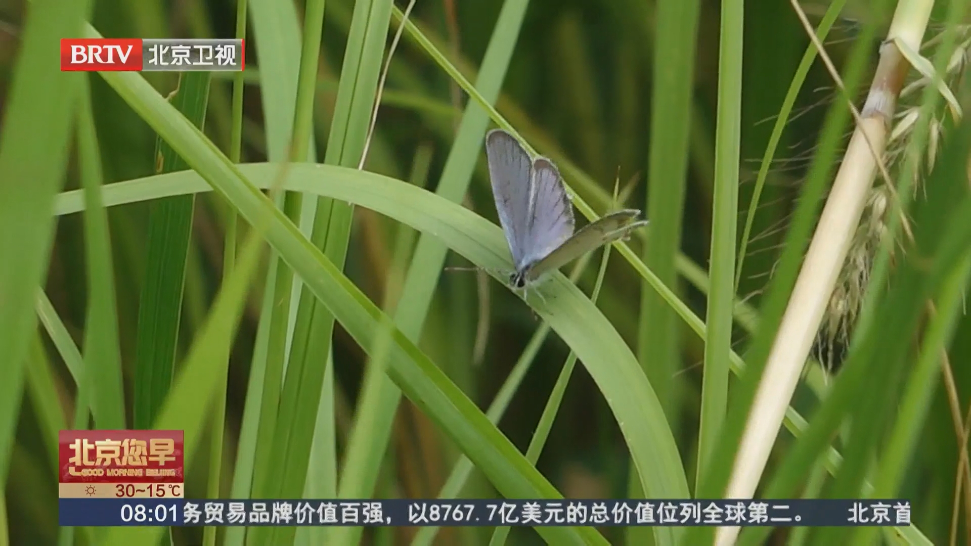 北京生态环境持续向好 蝴蝶成为“生态检验员” 北京生态环境持续向好 蝴蝶成为“生态检验员”