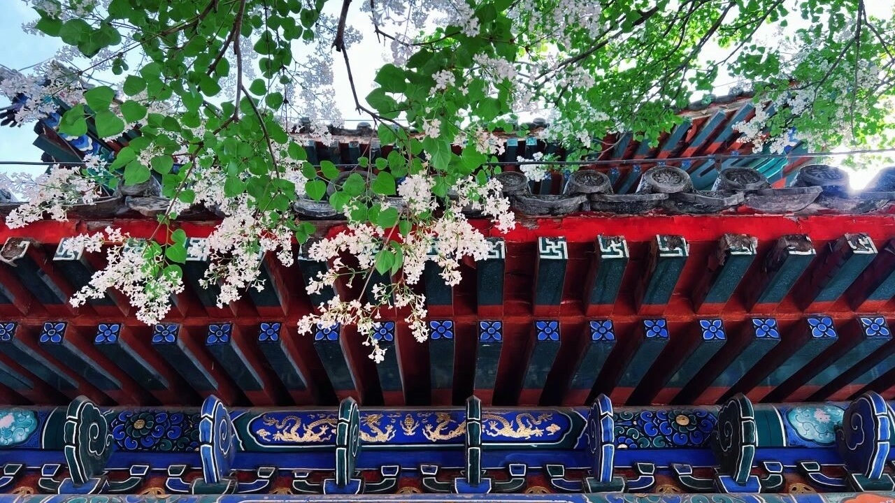 戒台寺迎来丁香盛花期，丁香旅游文化季同步开展