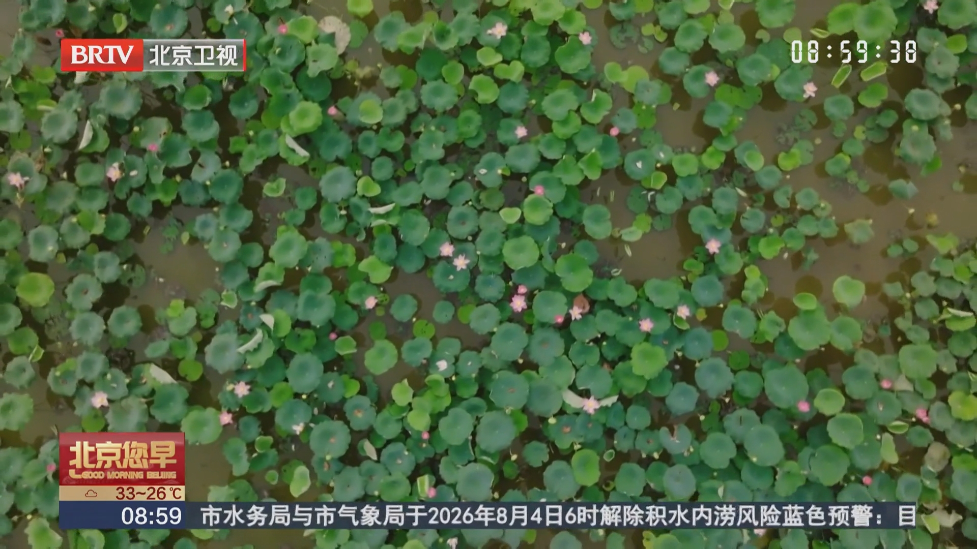 福建南平：在万亩荷塘领略诗意之美