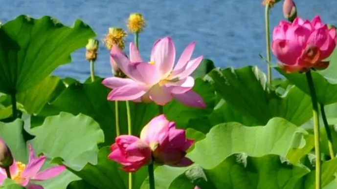 京冀联动！近800年历史保定古莲花池荷花首次亮相京城