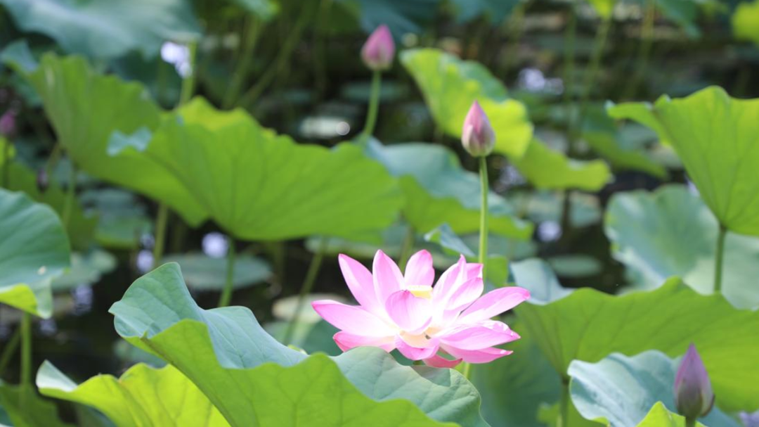 @顺义市民，这些家门口的赏荷地，期待您打卡