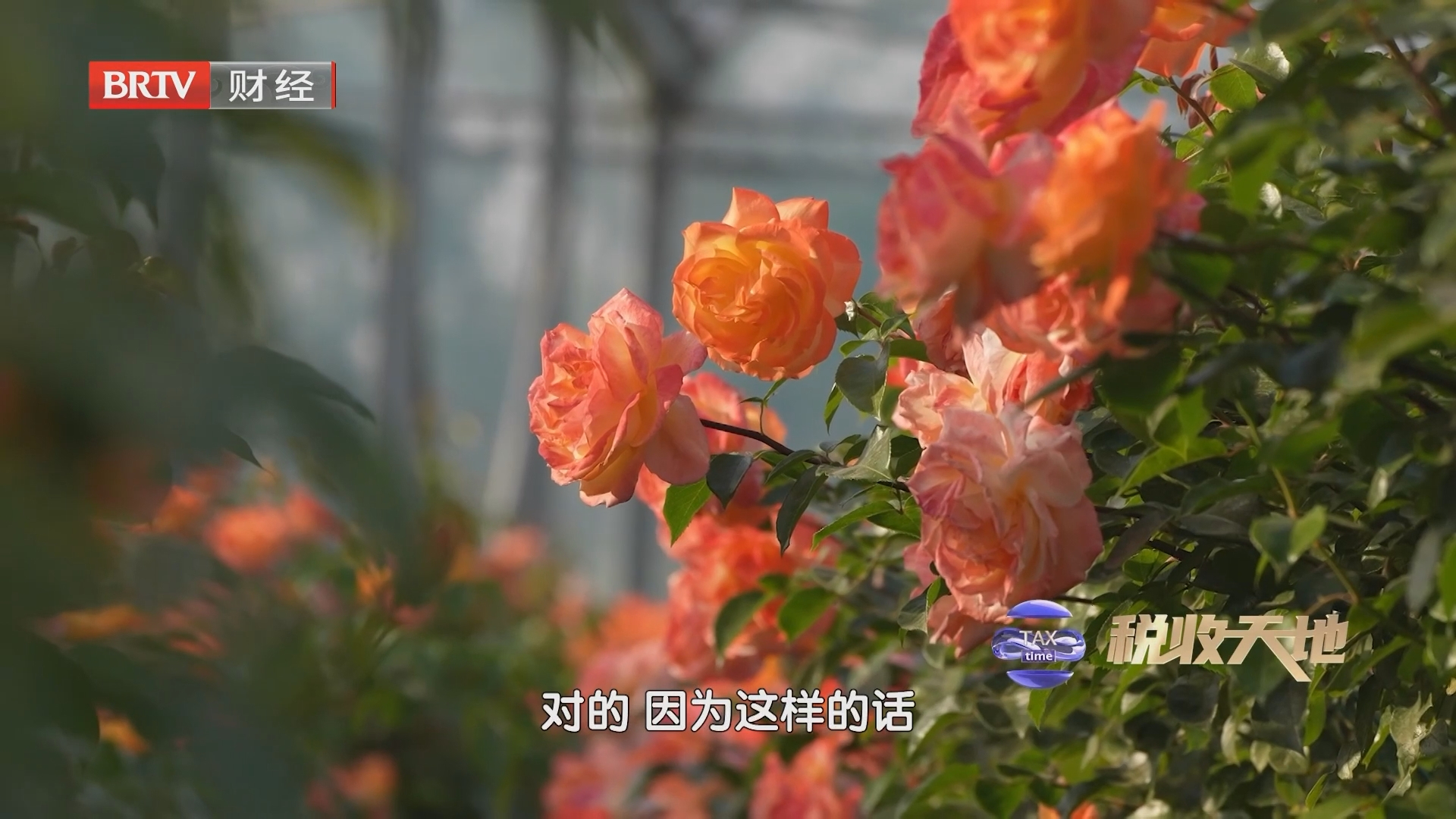 《税收天地》20260820以税护绿 绘就生态新画卷