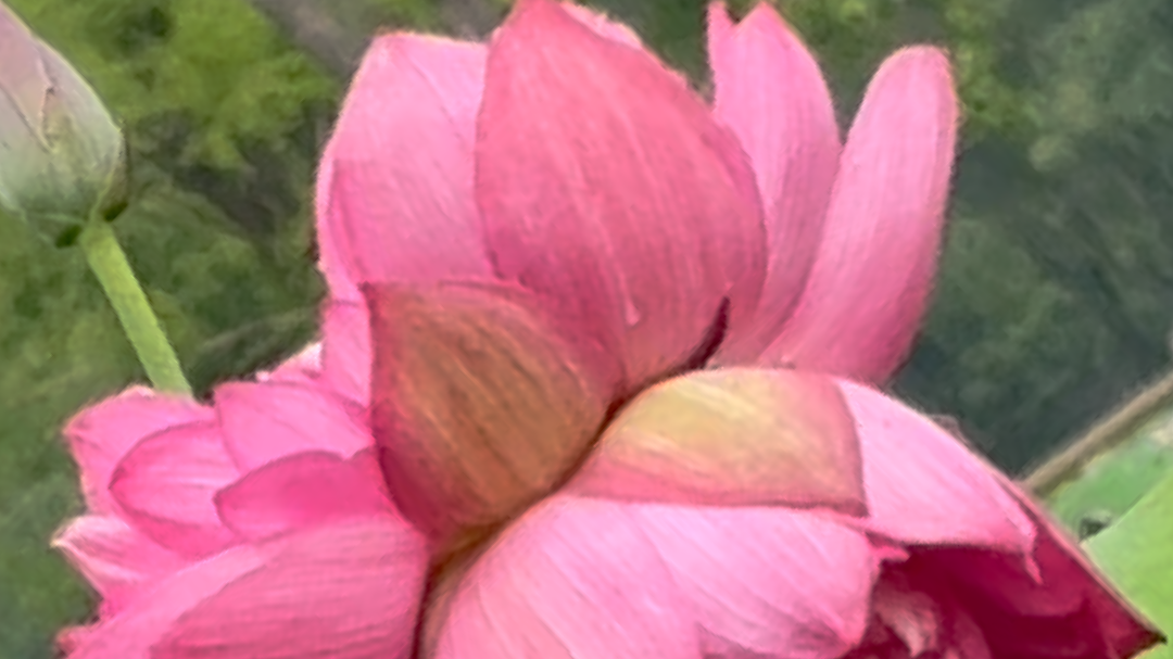 北京莲花池公园并蒂莲限时绽放 晨起打卡不负花期