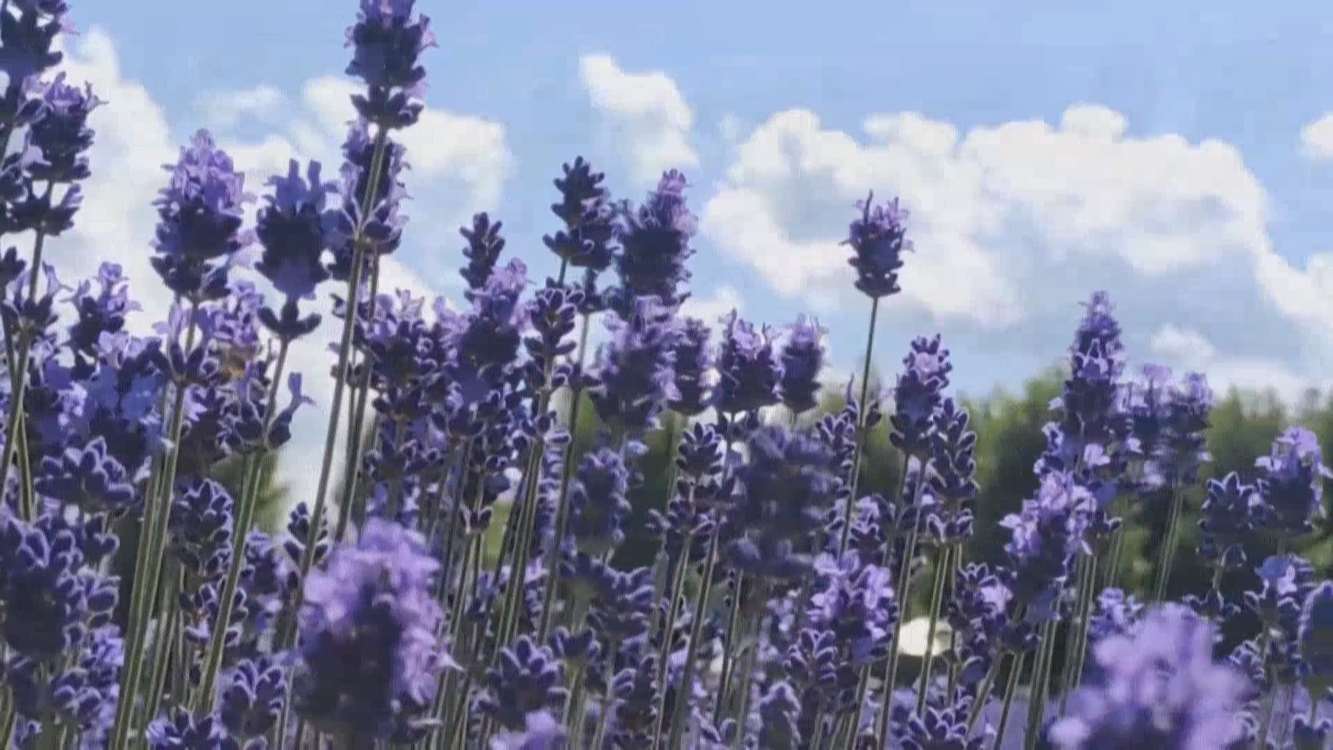 漫步紫色花海 北海道富良野薰衣草迎来最佳观赏期