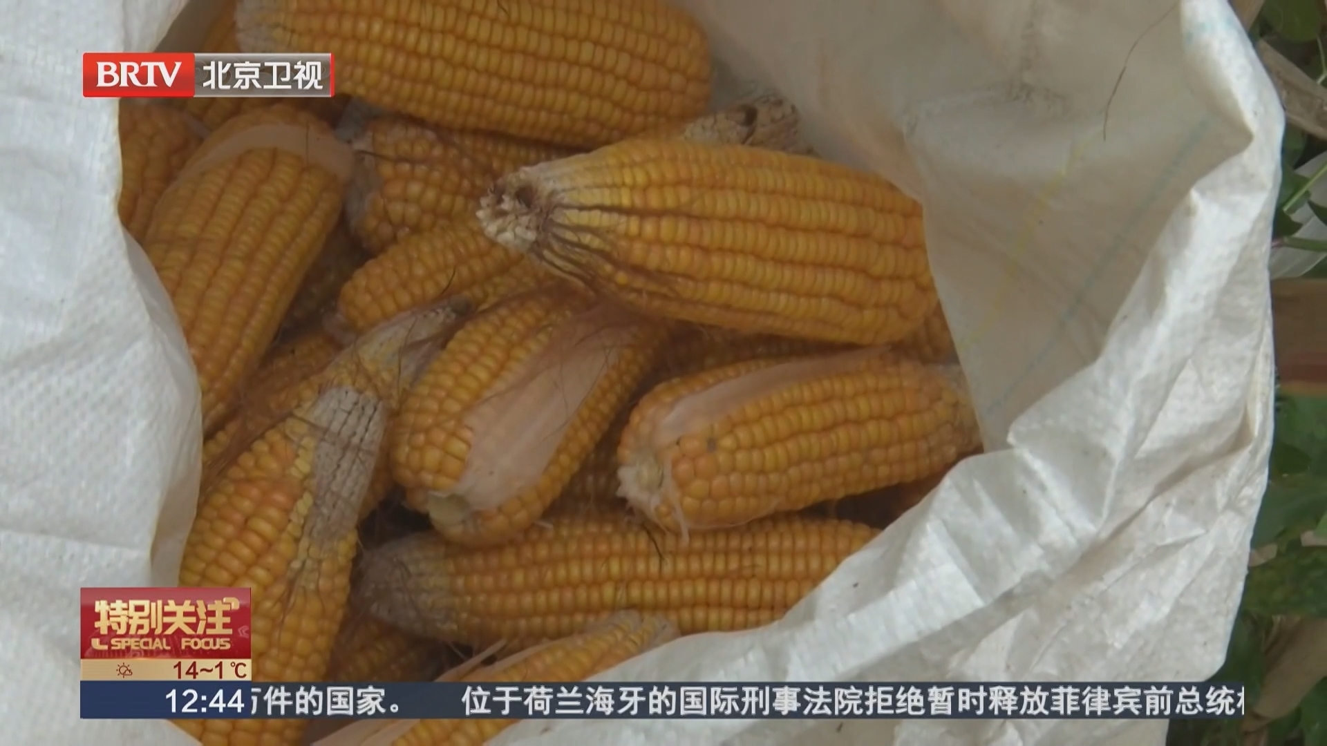 包装玉米保质期长主要源于加工方式升级