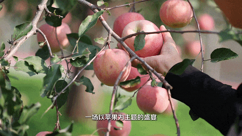 秋季限定，昌平这个村餐桌上的“硬核”美食来了！