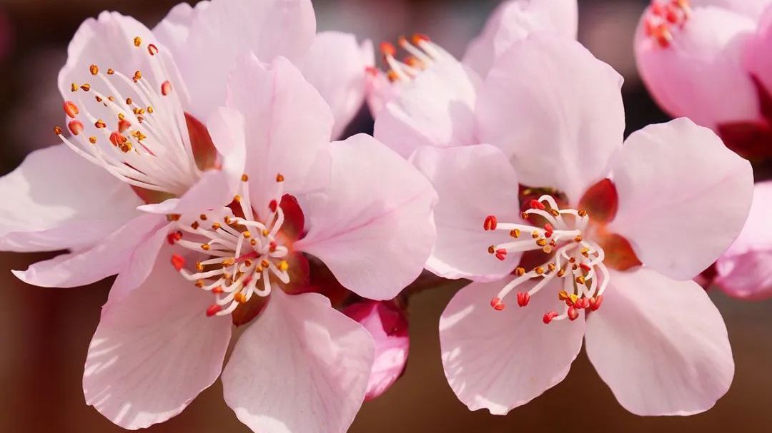 请接收——这份带着桃花香气的请柬 请接收——这份带着桃花香气的请柬