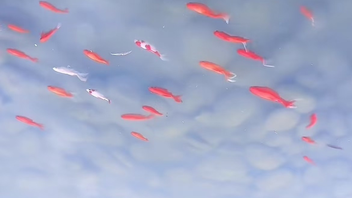 水中倒映鱼和树清晰如画 天上鱼儿游！