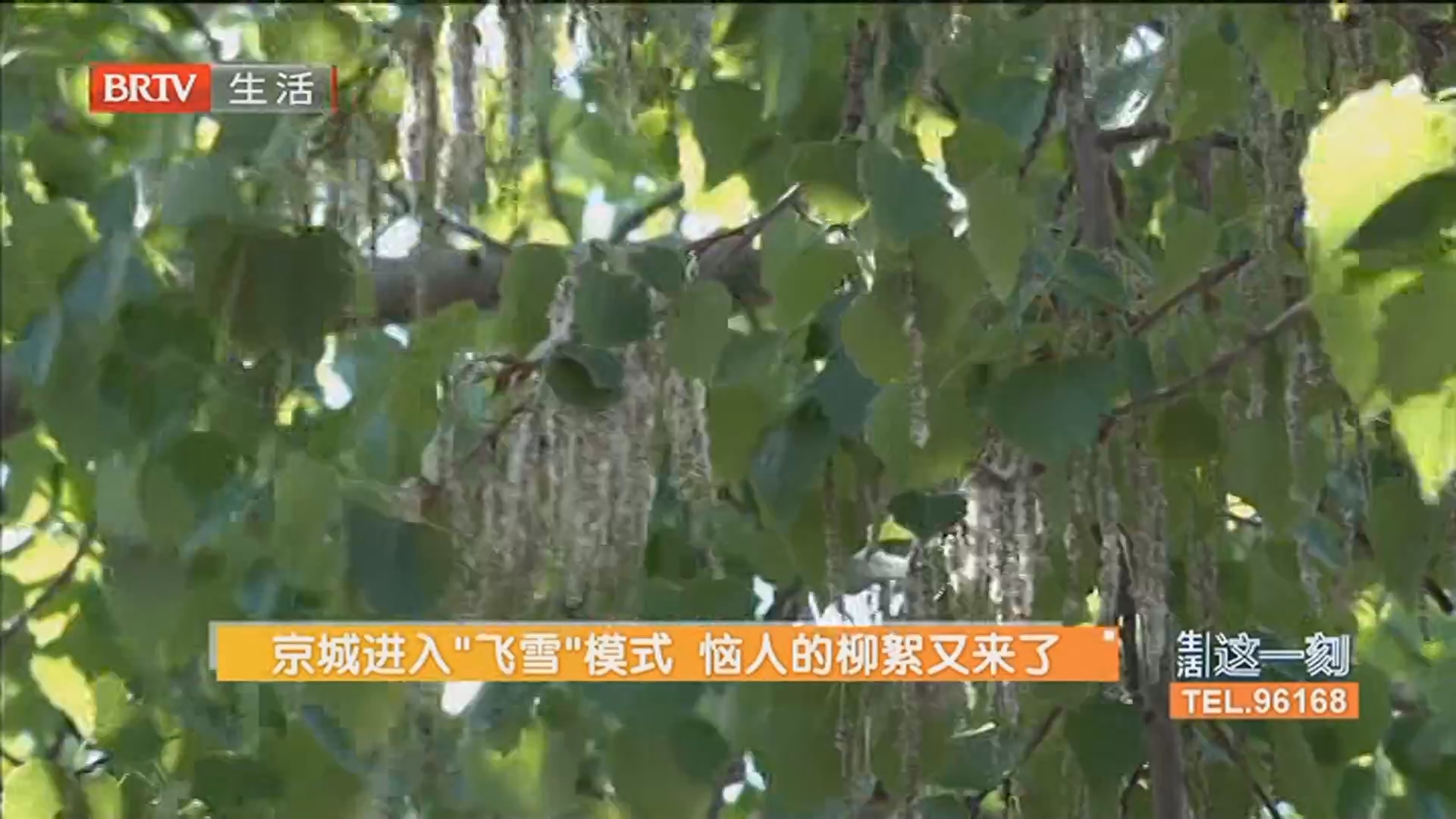 京城进入“飞雪”模式 恼人的柳絮又来了 恼人的飞絮如何治理？