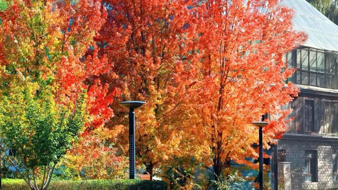 谁懂啊?这里的红枫,才是秋日“天花板”! 谁懂啊?这里的红枫,才是秋日“天花板”!