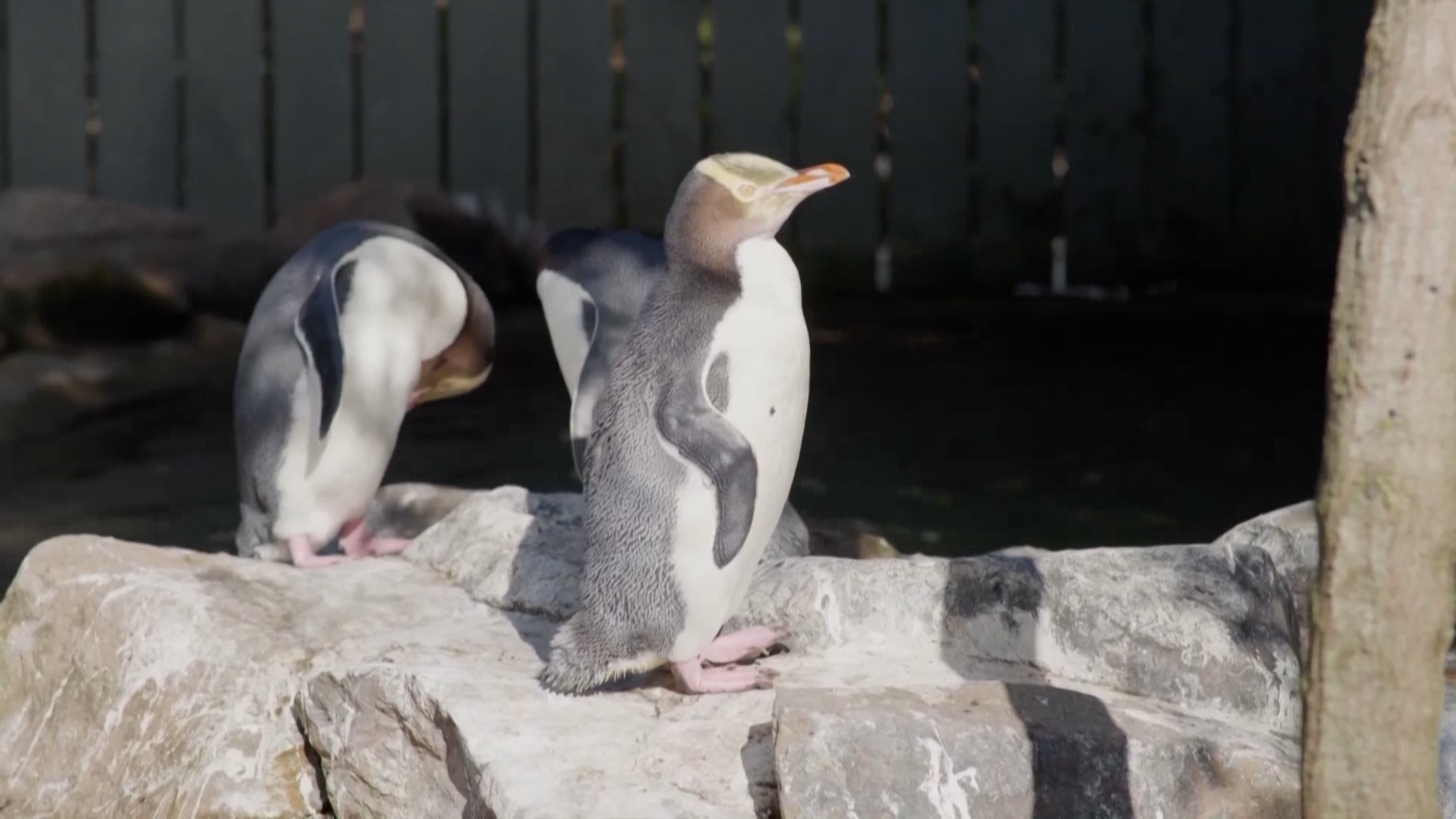 新西兰“年度鸟类”评选 黄眼企鹅再度夺冠 新西兰“年度鸟类”评选 黄眼企鹅再度夺冠
