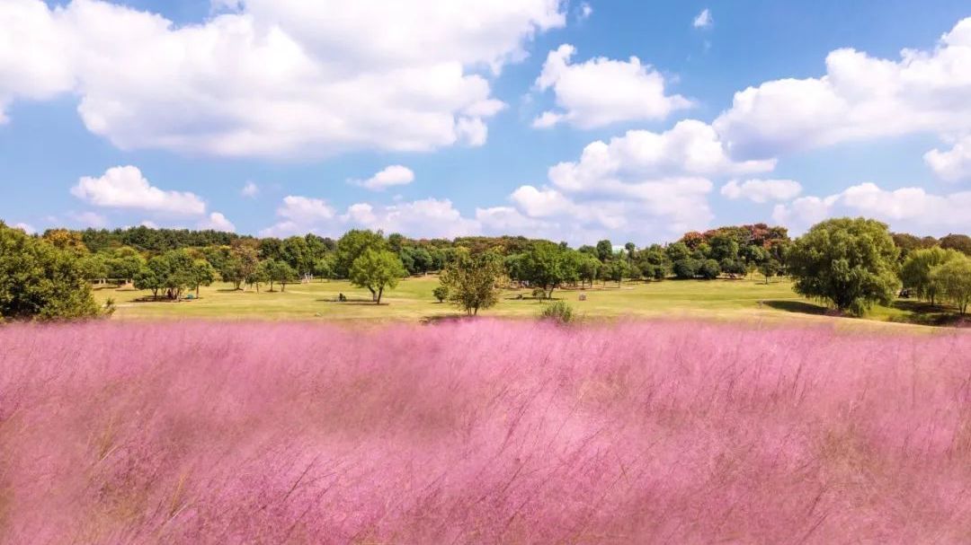 北京的秋天不只有缤纷橙黄,这6个免费公园还藏着“粉色浪漫”—— 北京的秋天不只有缤纷橙黄,这6个免费公园还藏着“粉色浪漫”——
