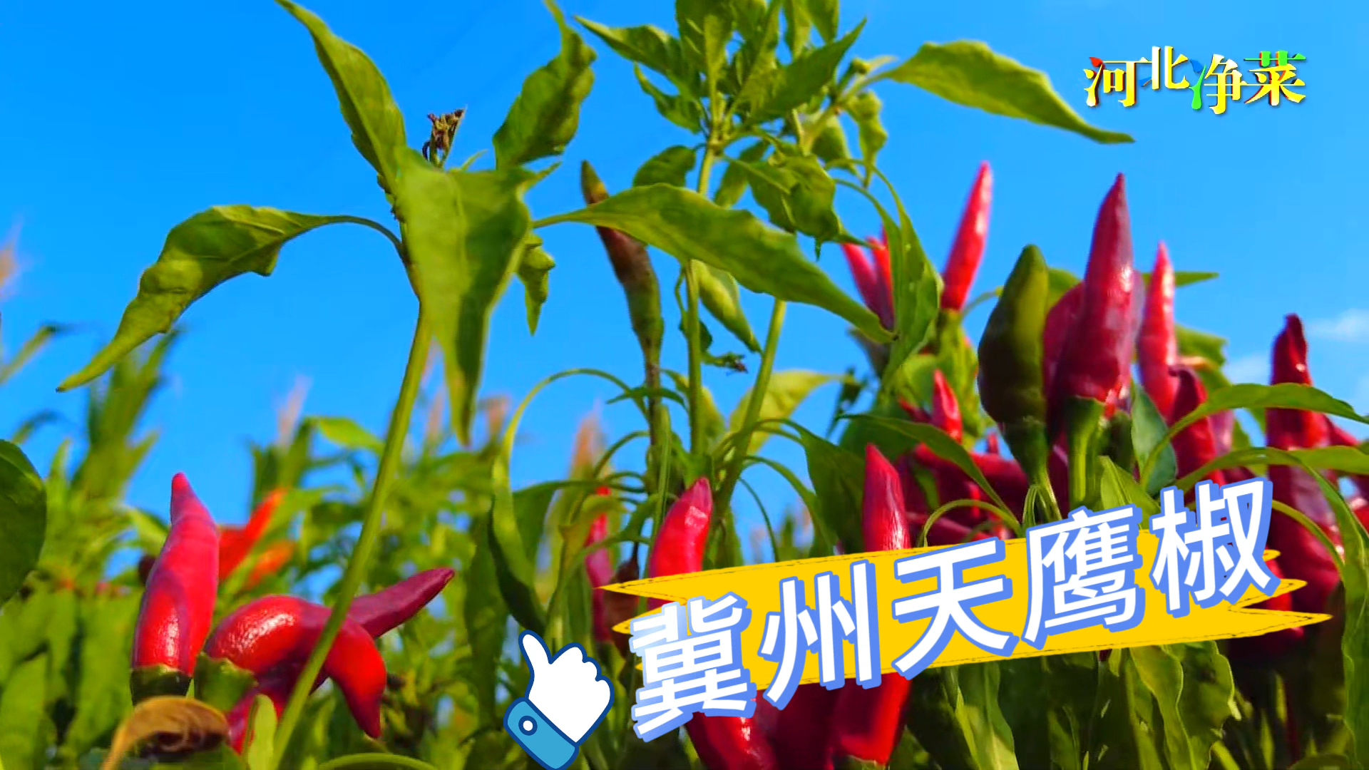 【河北净菜四季鲜】热辣滚烫的火锅，美味源自冀州天鹰椒