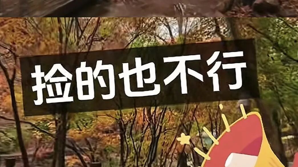 景区禁止游客捡枫叶,网友质疑“太小气”,最新回应 景区禁止游客捡枫叶,网友质疑“太小气”,最新回应
