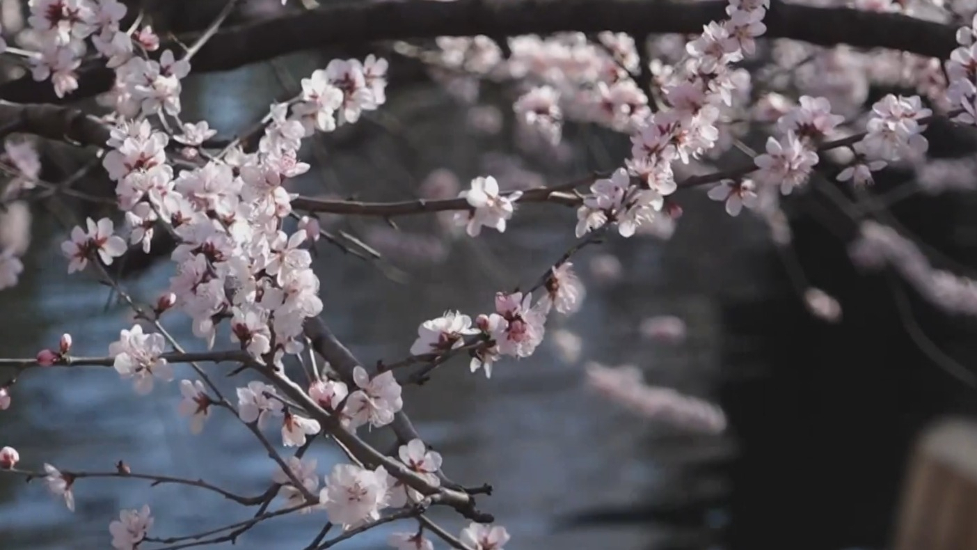 京城追春丨全市桃花进入盛花期