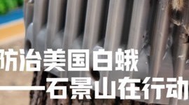 防治美国白蛾石景山在行动 防治美国白蛾石景山在行动