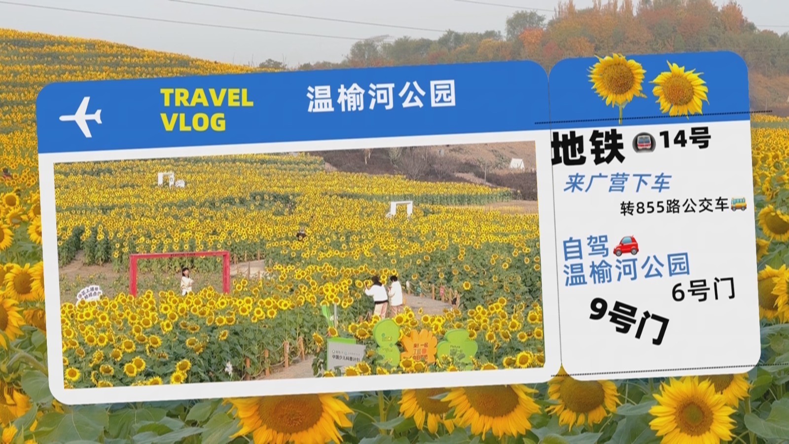 温榆河公园向日葵盛放 交通指南伴您赏金黄花海
