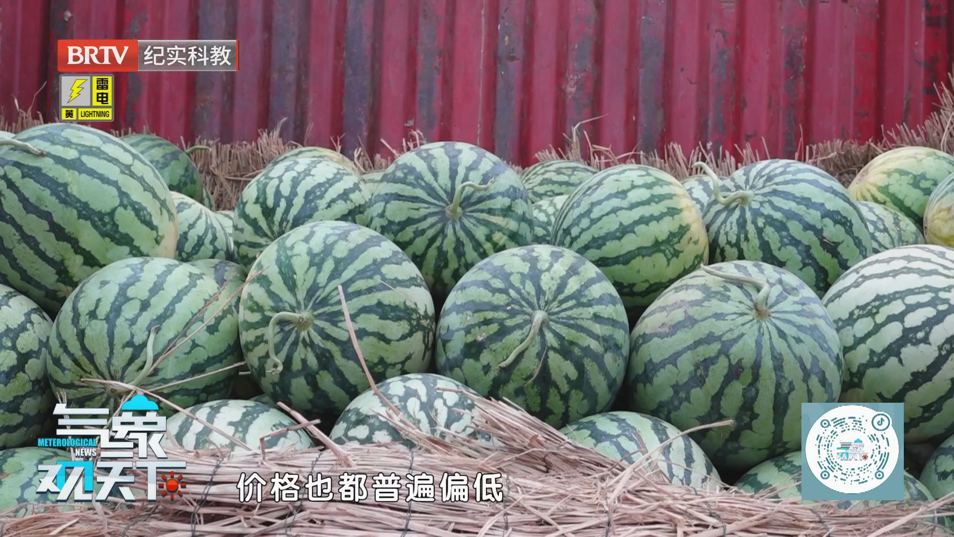 《气象观天下》20260821暑热未消果香浓 时令鲜果价更优